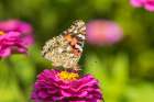 Painted Lady on zinnia-Marion County-Illinois Art Print
